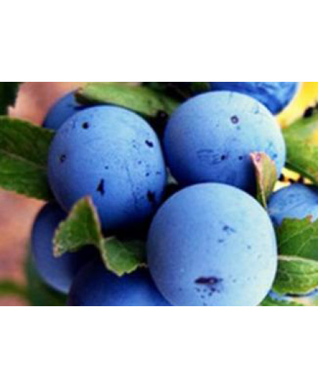 Слива Кромань Слива Кромань