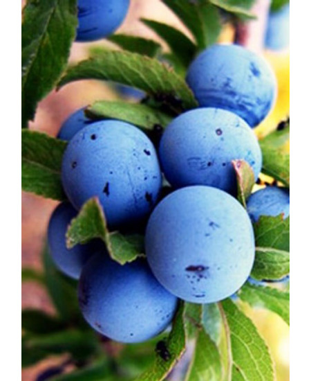 Слива Кромань Слива Кромань