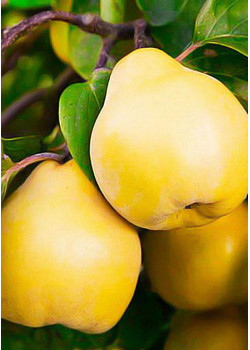 Айва грушевидная Бабье лето