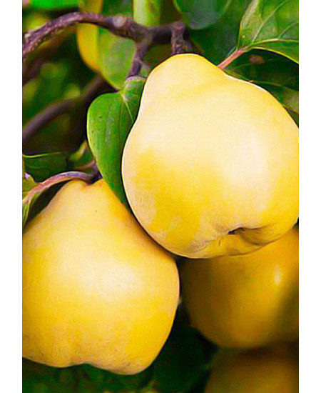 Айва грушевидная Бабье лето Айва грушевидная Бабье лето