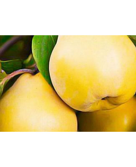 Айва грушевидная Бабье лето Айва грушевидная Бабье лето