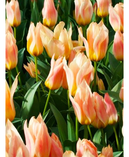 Тюльпан гибрид грейга "Фюр Элизе" (Für Elise) 3шт в упаковке (размер 11\12) Тюльпан гибрид грейга "Фюр Элизе" (Für Elise) 3шт в упаковке (размер 11\12)