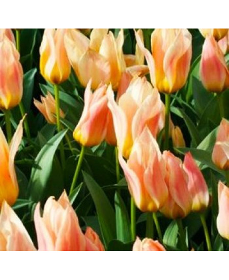 Тюльпан гибрид грейга "Фюр Элизе" (Für Elise) 3шт в упаковке (размер 11\12) Тюльпан гибрид грейга "Фюр Элизе" (Für Elise) 3шт в упаковке (размер 11\12)