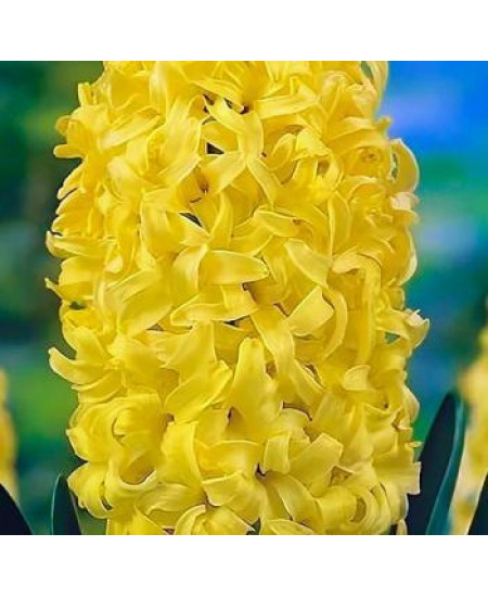 Гиацинт садовый "Йеллоустоун" (Yellowstone) 3шт в упаковке (размер 15/16) Гиацинт садовый "Йеллоустоун" (Yellowstone) 3шт в упаковке (размер 15/16)