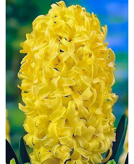 Гиацинт садовый "Йеллоустоун" (Yellowstone) 3шт в упаковке (размер 15/16) Гиацинт садовый "Йеллоустоун" (Yellowstone) 3шт в упаковке (размер 15/16)