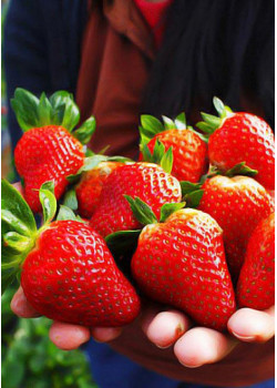 Клубника Альба (Упаковка 5шт)