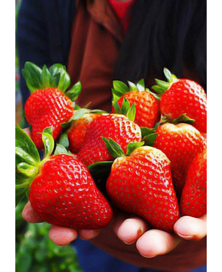 Клубника Альба (Упаковка 5шт) Клубника Альба (Упаковка 5шт)