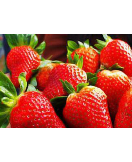 Клубника Альба (Упаковка 5шт) Клубника Альба (Упаковка 5шт)