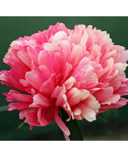 Пион Лорелей Пион Лорелей