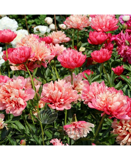 Пион Лорелей Пион Лорелей