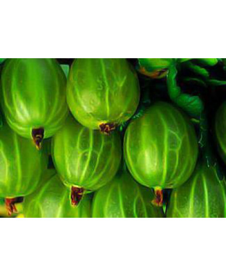 Крыжовник Изумрудный Крыжовник Изумрудный