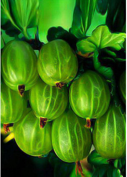 Крыжовник Изумрудный