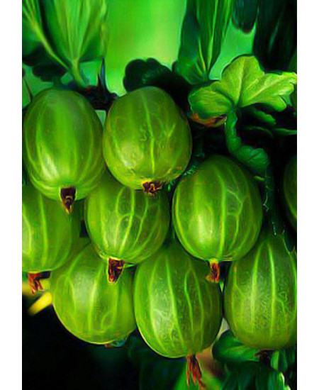 Крыжовник Изумрудный Крыжовник Изумрудный