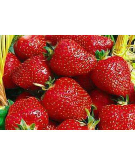 Клубника Монтерей (Упаковка 5шт) Клубника Монтерей (Упаковка 5шт)