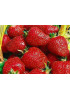 Клубника Монтерей (Упаковка 5шт) Клубника Монтерей (Упаковка 5шт)