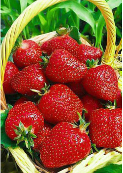 Клубника Монтерей (Упаковка 5шт)