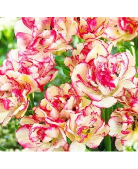 Тюльпан многоцветковый "Белиция" (Belicia) 3шт в упаковке (размер 12\+) Тюльпан многоцветковый "Белиция" (Belicia) 3шт в упаковке (размер 12\+)