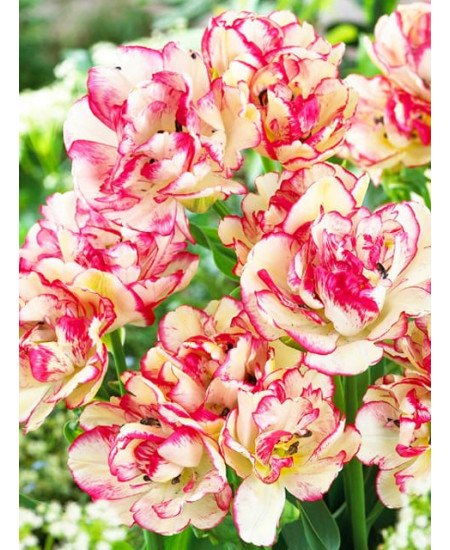 Тюльпан многоцветковый "Белиция" (Belicia) 3шт в упаковке (размер 12\+) Тюльпан многоцветковый "Белиция" (Belicia) 3шт в упаковке (размер 12\+)