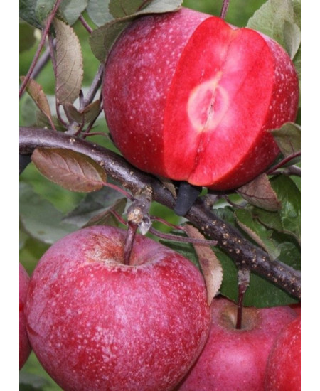 Яблоня Джеромини Яблоня Джеромини