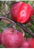 Яблоня Джеромини Яблоня Джеромини