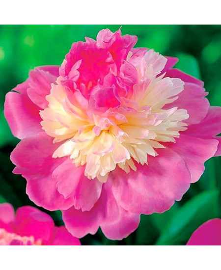 Пион травянистый Гей Пари Пион травянистый Гей Пари