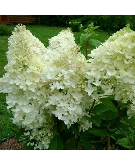 ГОРТЕНЗИЯ МЕТЕЛЬЧАТАЯ ГРАНДИФЛОРА ГОРТЕНЗИЯ МЕТЕЛЬЧАТАЯ ГРАНДИФЛОРА