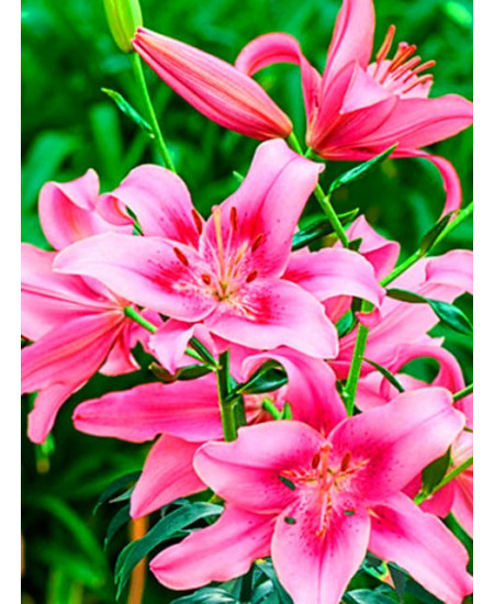 Лилия оа-гибрид "Чайлд Ин Тайм" (Child in Time) 3шт в упаковке (размер 12/14) Лилия оа-гибрид "Чайлд Ин Тайм" (Child in Time) 3шт в упаковке (размер 12/14)