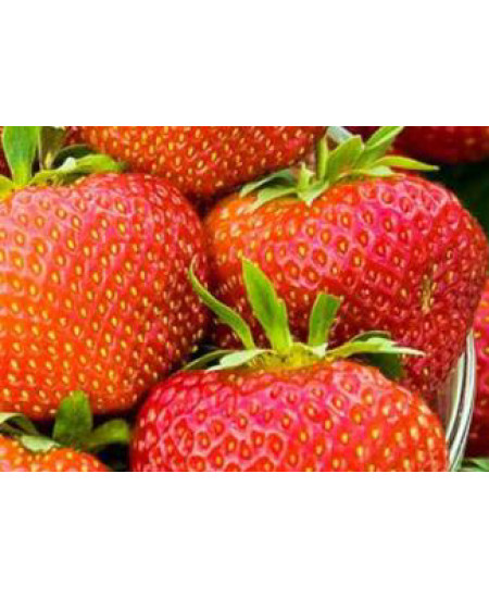 Клубника Полка (Упаковка 5шт) Клубника Полка (Упаковка 5шт)