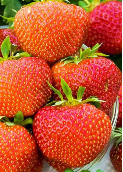 Клубника Полка (Упаковка 5шт)