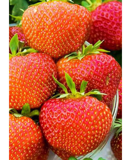 Клубника Полка (Упаковка 5шт) Клубника Полка (Упаковка 5шт)