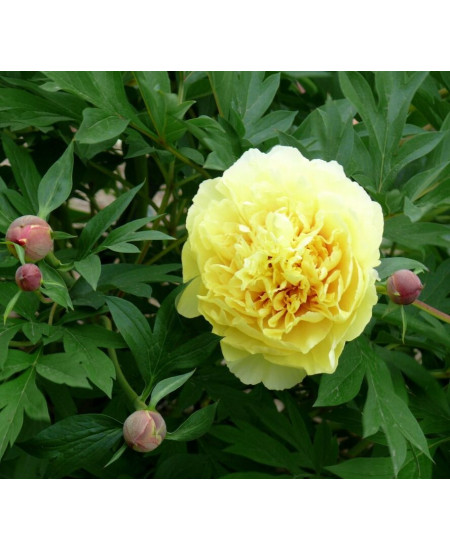 Пион Сонома Хало Пион Сонома Хало