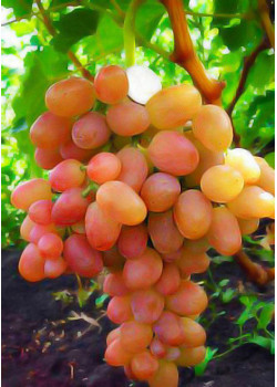 Виноград Ливия