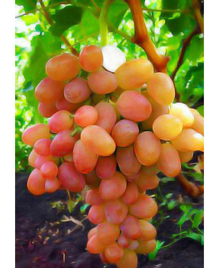 Виноград Ливия Виноград Ливия