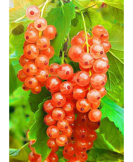 Смородина Жемчужина Смородина Жемчужина