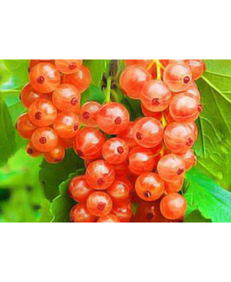 Смородина Жемчужина Смородина Жемчужина