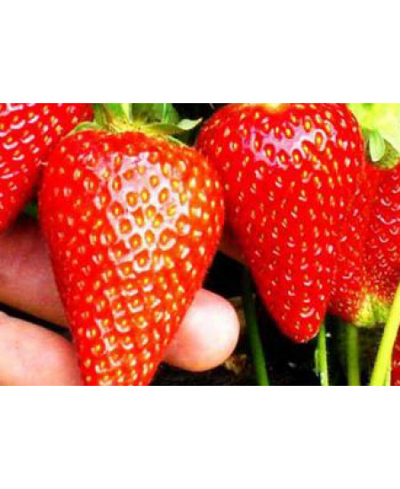 Клубника Сирия (Упаковка 5шт) Клубника Сирия (Упаковка 5шт)