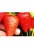 Клубника Сирия (Упаковка 5шт) Клубника Сирия (Упаковка 5шт)