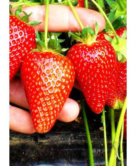 Клубника Сирия (Упаковка 5шт) Клубника Сирия (Упаковка 5шт)