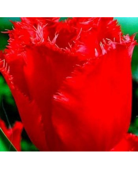 Тюльпан "Red Wing" 3шт в упаковке Тюльпан "Red Wing" 3шт в упаковке