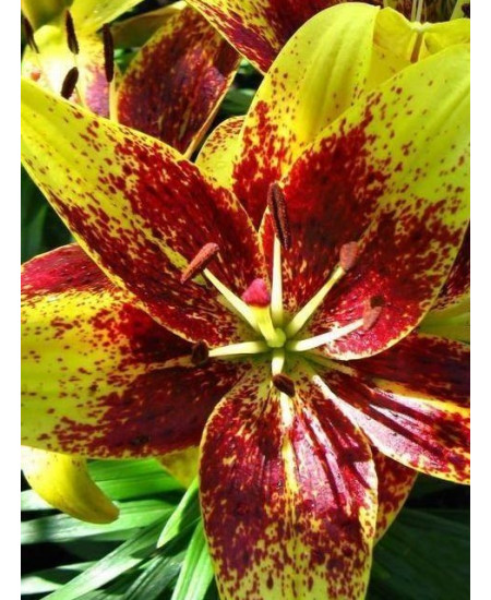 Лилия "Tango Graffiti" 3шт в упаковке Лилия "Tango Graffiti" 3шт в упаковке