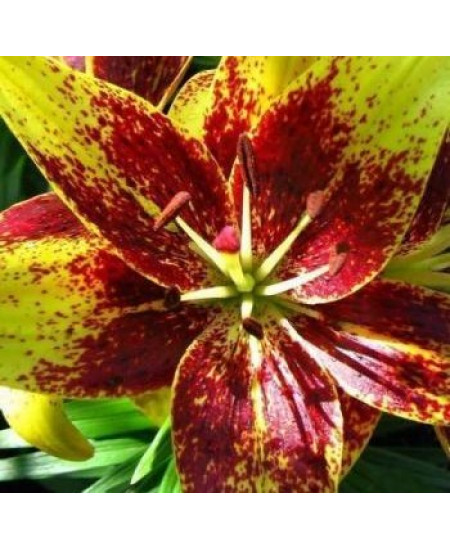 Лилия "Tango Graffiti" 3шт в упаковке Лилия "Tango Graffiti" 3шт в упаковке