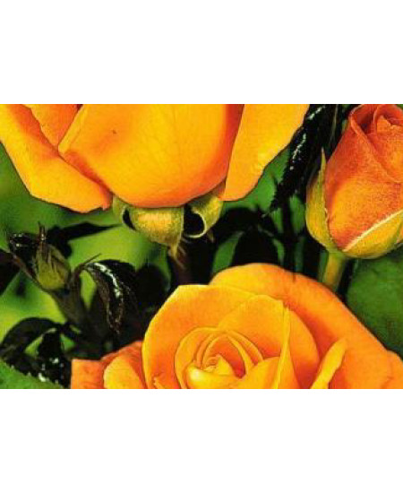 Роза чайно-гибридная Керио Роза чайно-гибридная Керио