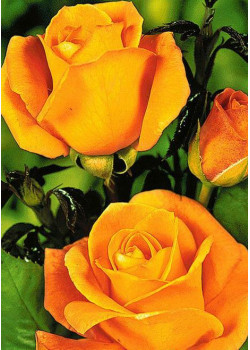 Роза чайно-гибридная Керио