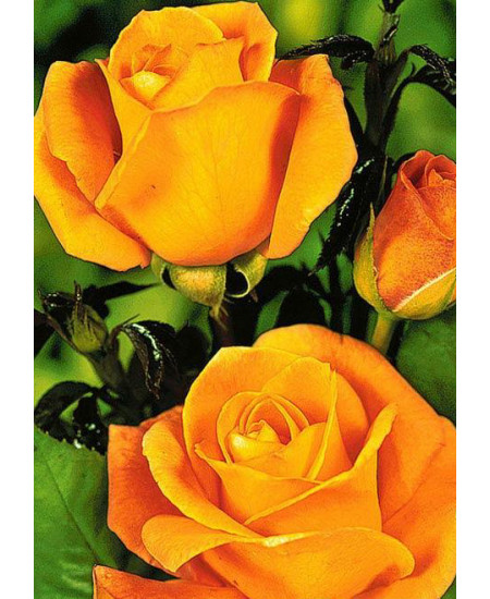 Роза чайно-гибридная Керио Роза чайно-гибридная Керио