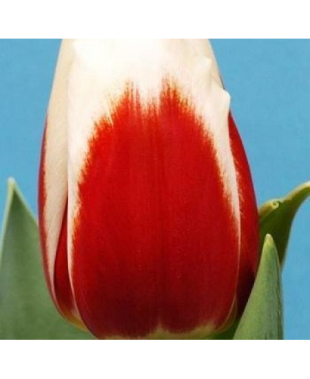 Тюльпан "Roman Empire" 3шт в упаковке Тюльпан "Roman Empire" 3шт в упаковке