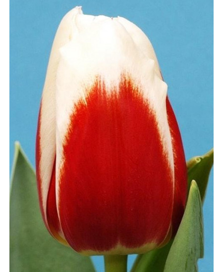 Тюльпан "Roman Empire" 3шт в упаковке Тюльпан "Roman Empire" 3шт в упаковке