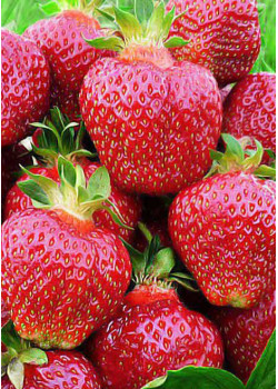 Клубника Хоней (Упаковка 5шт)