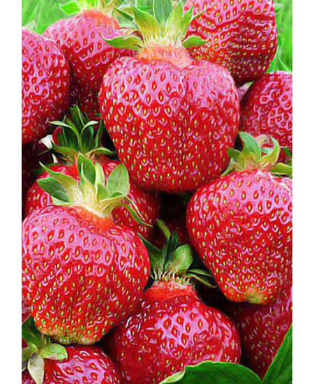 Клубника Хоней (Упаковка 5шт) Клубника Хоней (Упаковка 5шт)