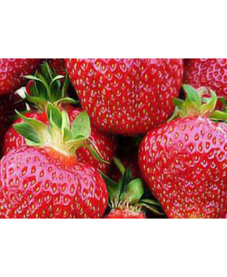 Клубника Хоней (Упаковка 5шт) Клубника Хоней (Упаковка 5шт)