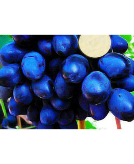 Виноград Гала Виноград Гала